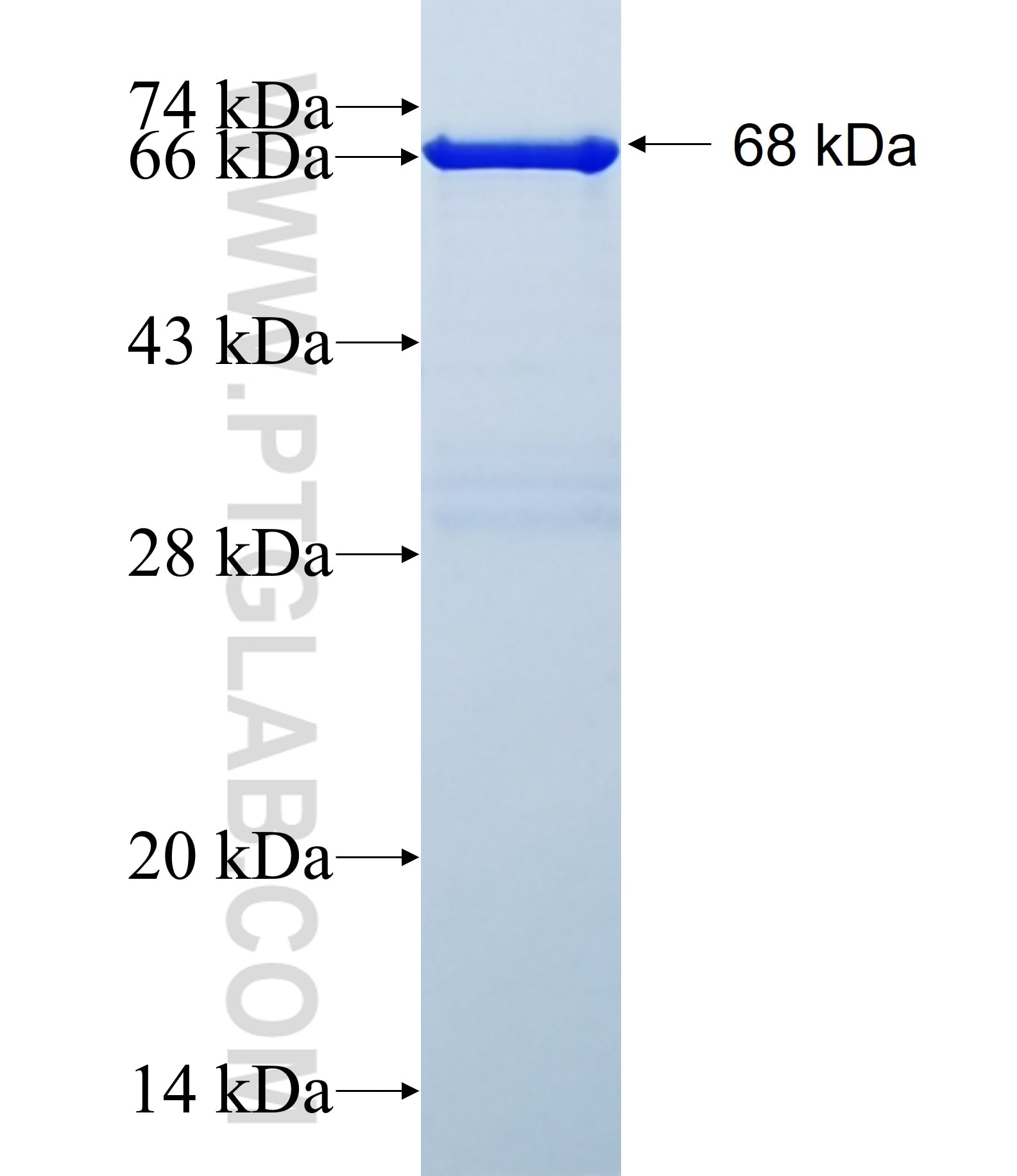 IFIH1 fusion protein Ag16467 SDS-PAGE