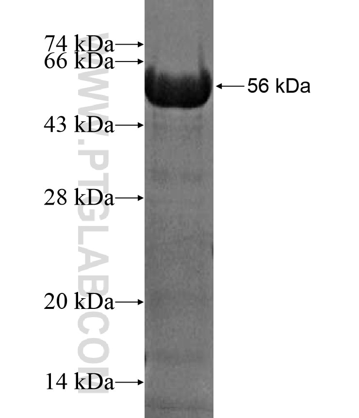IFIH1 fusion protein Ag17448 SDS-PAGE