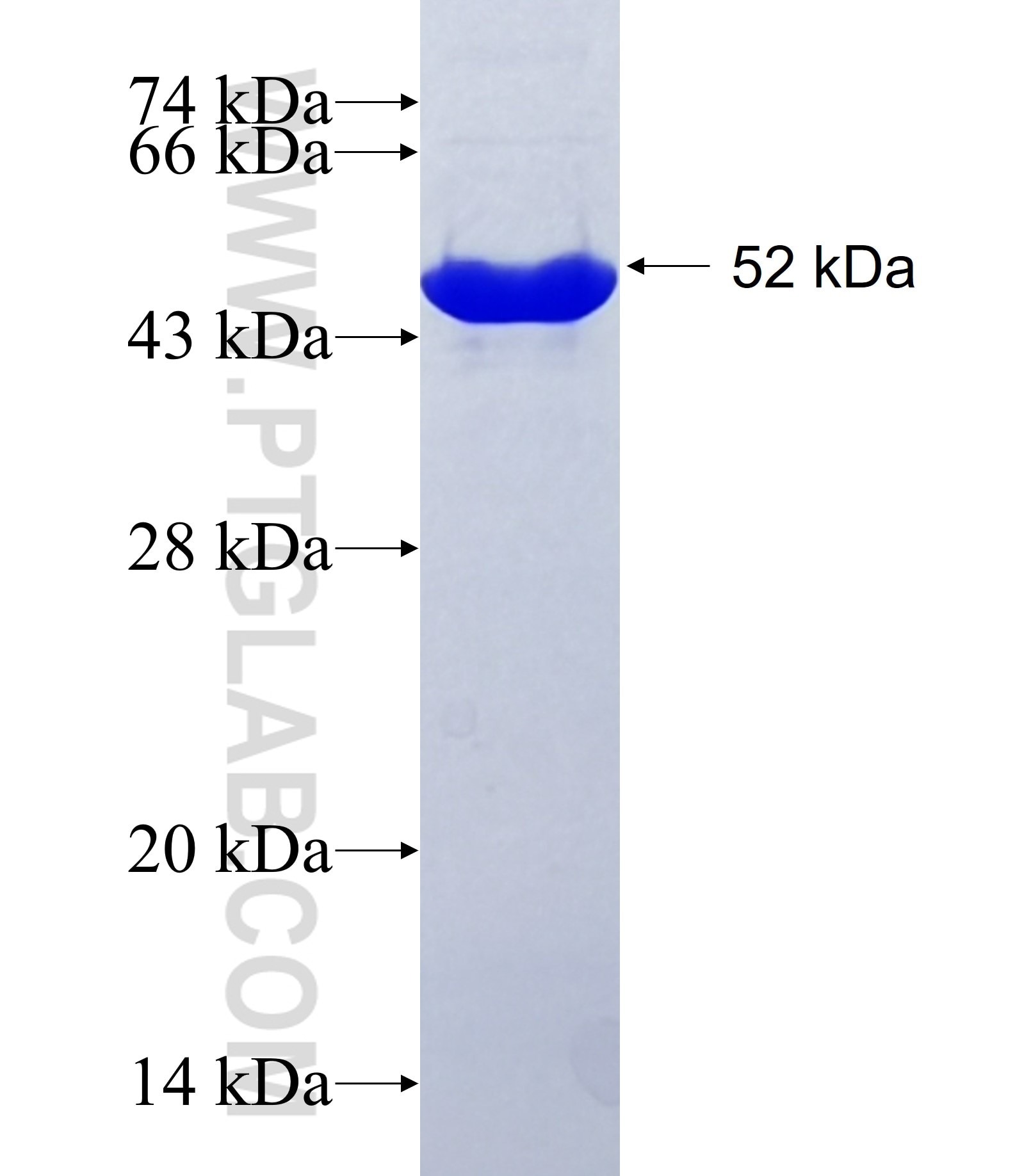 IFIH1 fusion protein Ag17448 SDS-PAGE