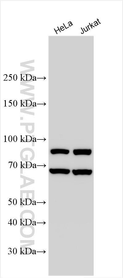 Western Blot (WB) analysis of various lysates using IFIH1-Specific Polyclonal antibody (16879-1-AP)