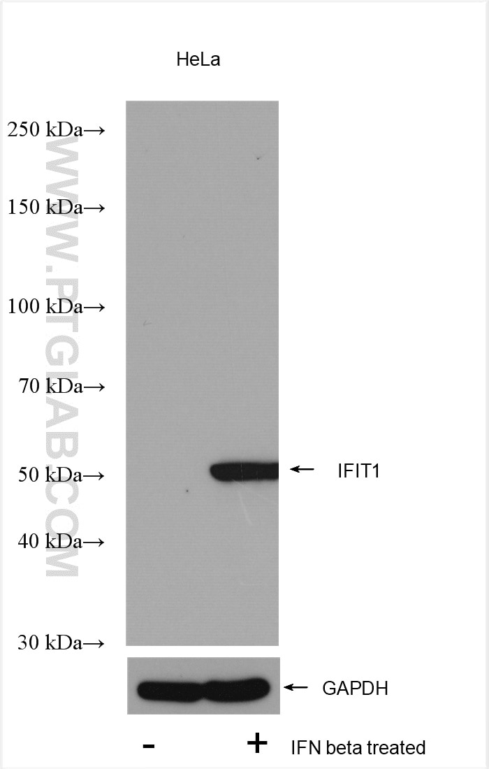 Western Blot (WB) analysis of various lysates using IFIT1 Polyclonal antibody (23247-1-AP)