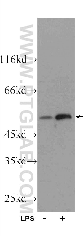 IFIT1 Polyclonal antibody