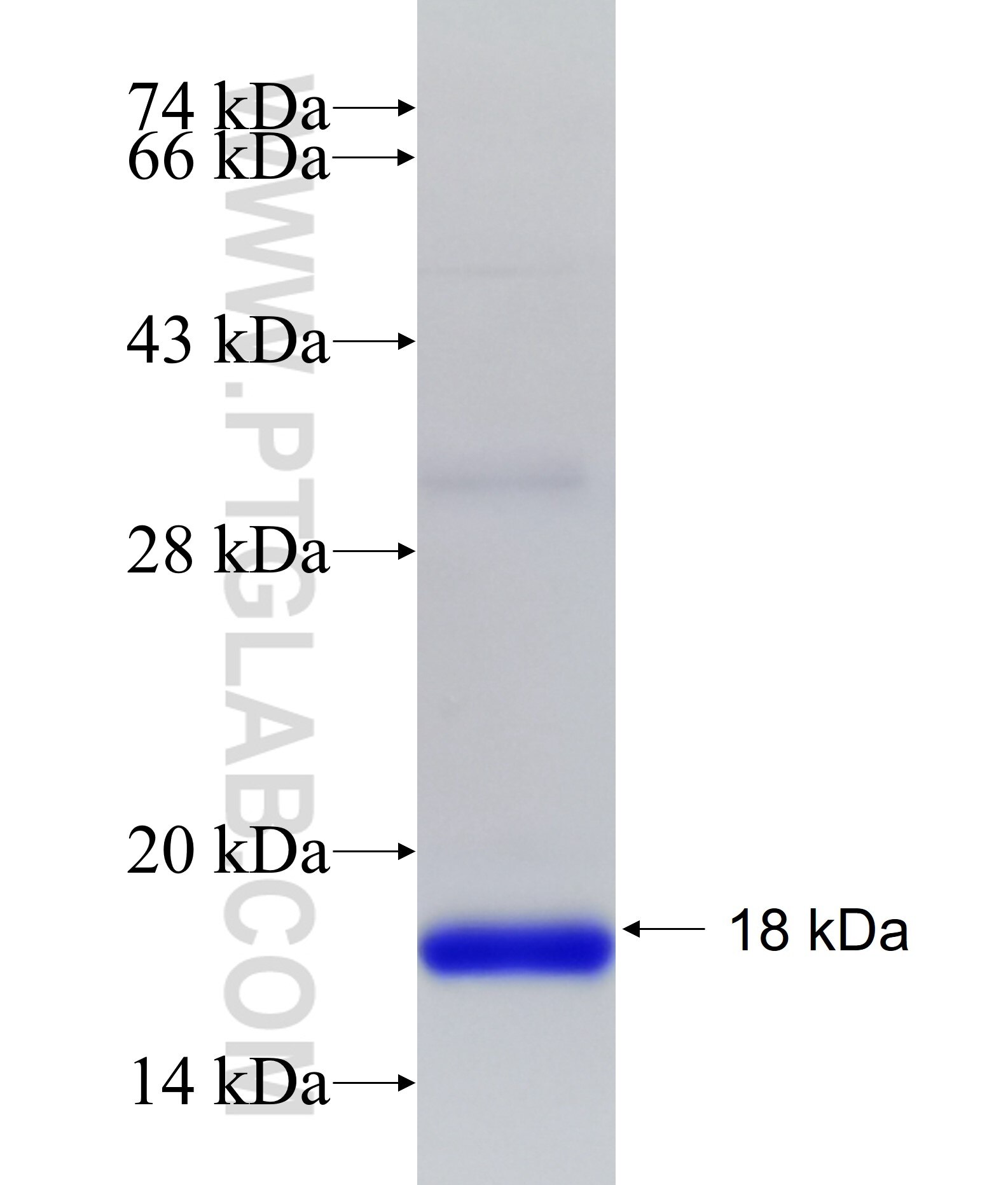 IFIT1 fusion protein Ag19691 SDS-PAGE