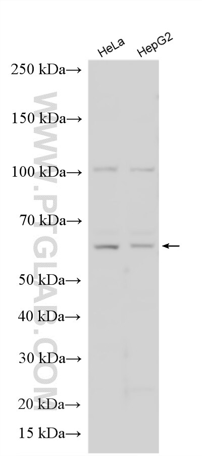 WB analysis using 21483-1-AP (same clone as 21483-1-PBS) Western Blot (WB) analysis of various lysates using IFIT1L Polyclonal antibody (21483-1-AP)