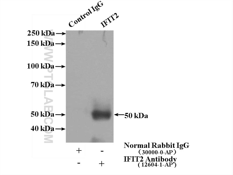 Immunoprecipitation (IP) experiment of mouse skin tissue using IFIT2 Polyclonal antibody (12604-1-AP)