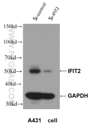 Western Blot (WB) analysis of A431 cells using IFIT2 Polyclonal antibody (12604-1-AP)