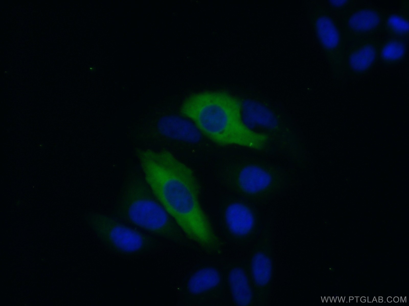 Immunofluorescence (IF) / fluorescent staining of HepG2 cells using IFIT3 Polyclonal antibody (15201-1-AP)