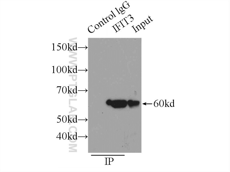 Immunoprecipitation (IP) experiment of HepG2 cells using IFIT3 Polyclonal antibody (15201-1-AP)