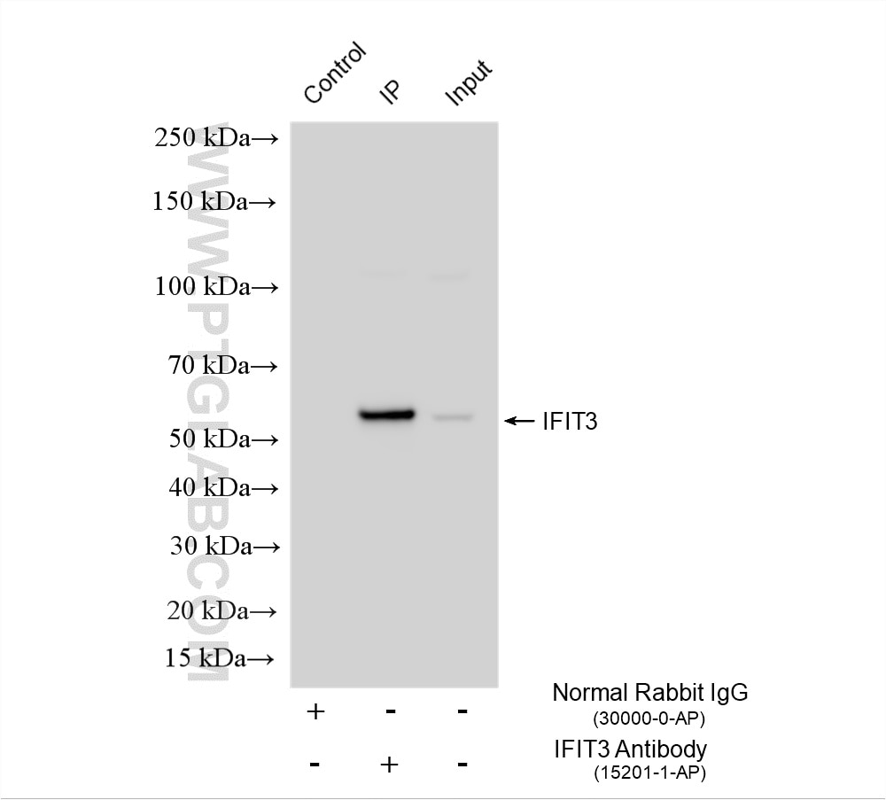 IP experiment of MKN-45 using 15201-1-AP Immunoprecipitation (IP) experiment of MKN-45 cells using IFIT3 Polyclonal antibody (15201-1-AP)
