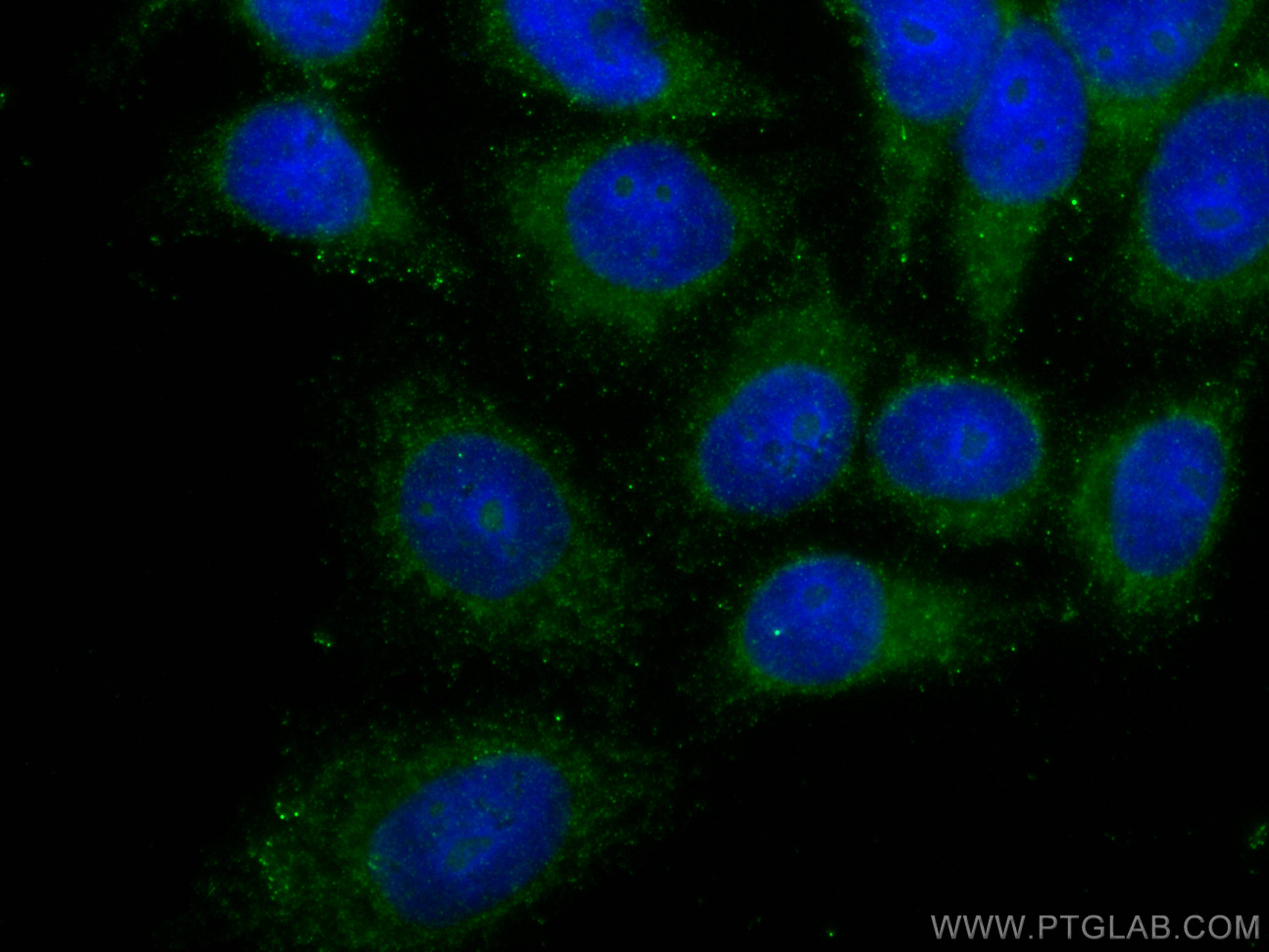 Immunofluorescence (IF) / fluorescent staining of HepG2 cells using IFIT3 Monoclonal antibody (67208-1-Ig)