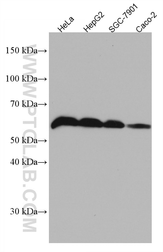 Western Blot (WB) analysis of various lysates using IFIT3 Monoclonal antibody (67208-1-Ig)