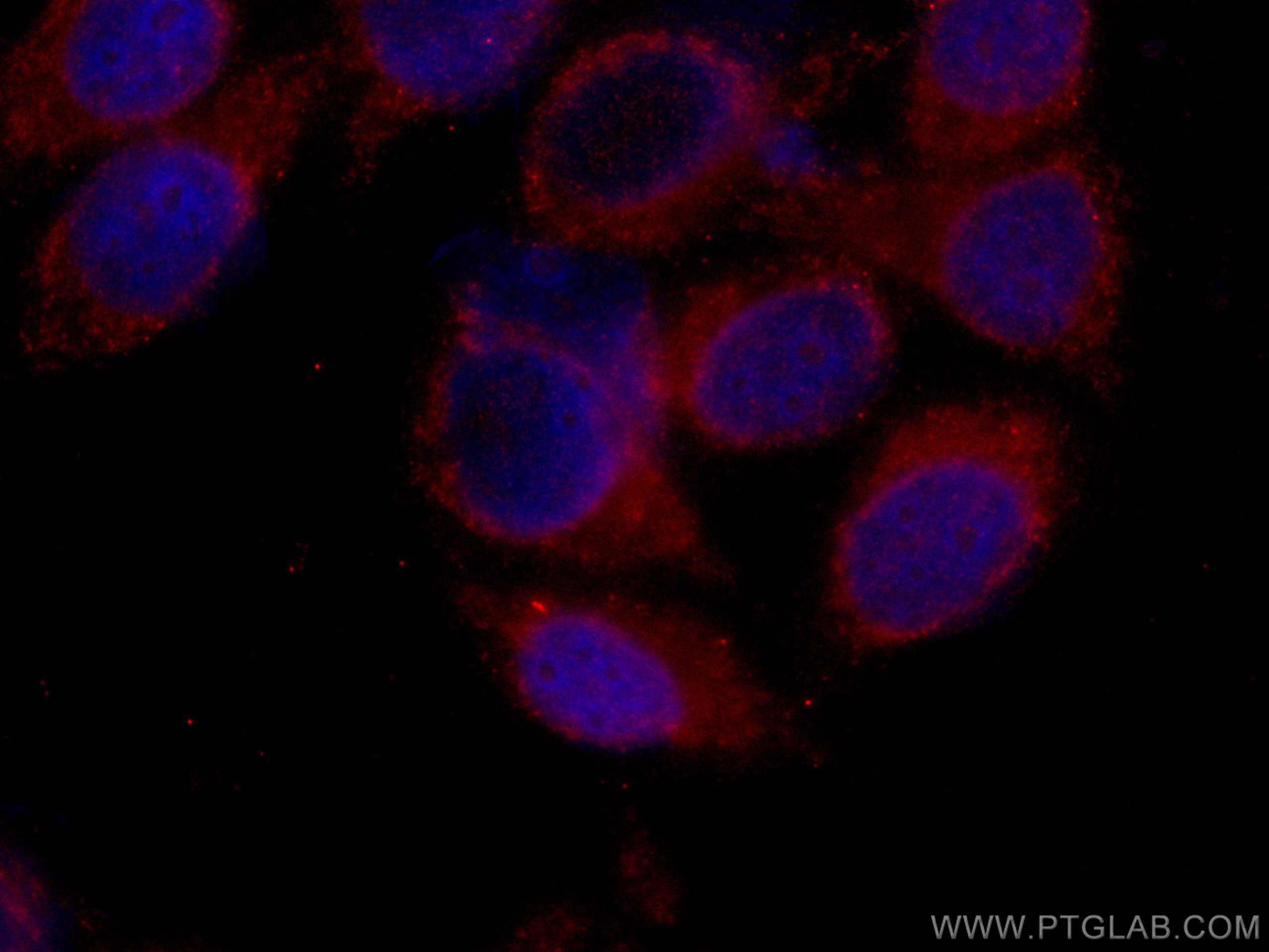 IF Staining of HepG2 using CL594-67208
