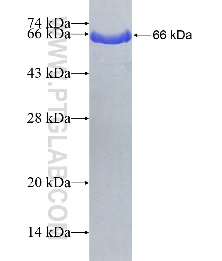 IFIT3 fusion protein Ag7349 SDS-PAGE