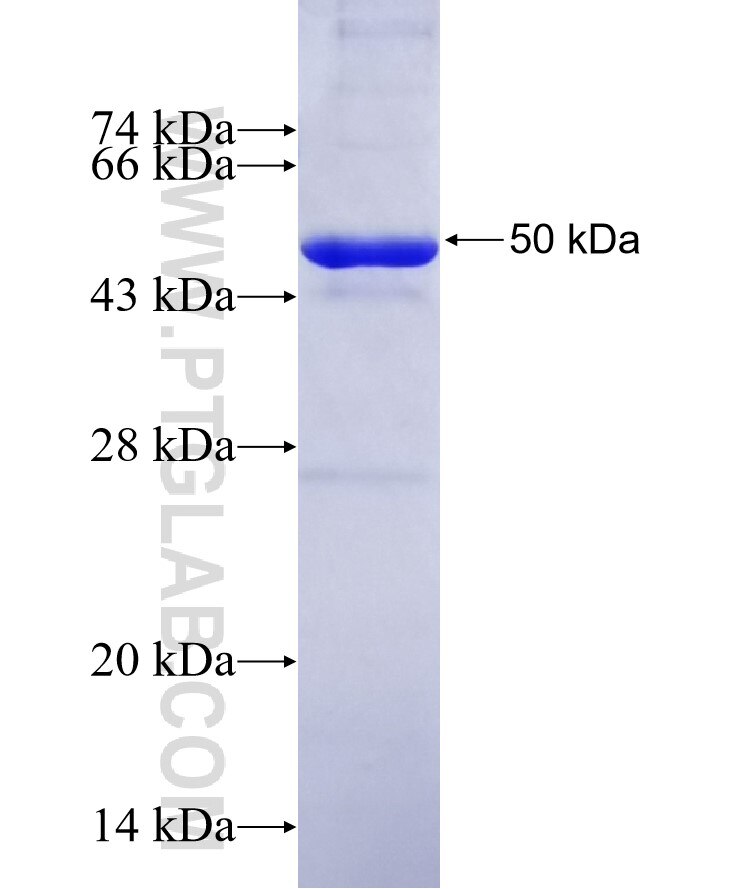 IFIT3 fusion protein Ag7518 SDS-PAGE