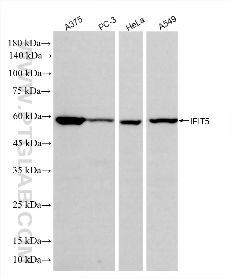 WB analysis using 86924-1-RR (same clone as 86924-1-PBS) Western Blot (WB) analysis of various lysates using IFIT5 Recombinant monoclonal antibody (86924-1-RR)