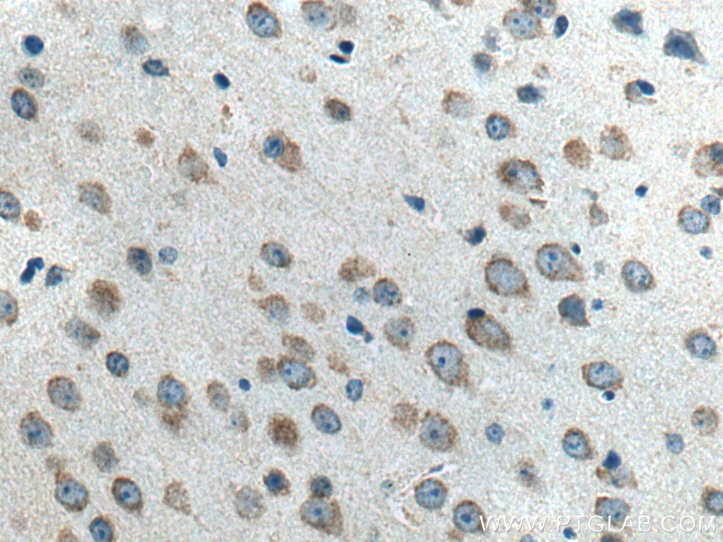 IHC staining of mouse brain using 11727-3-AP