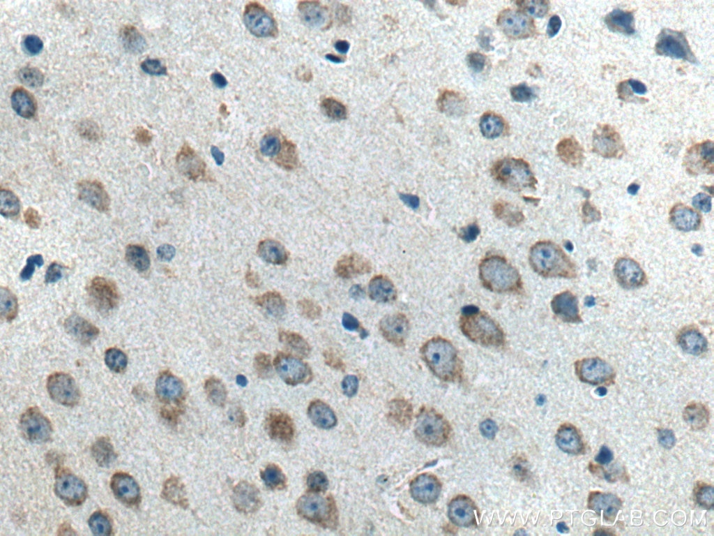 Immunohistochemistry (IHC) staining of mouse brain tissue using IFITM1 Polyclonal antibody (11727-3-AP)