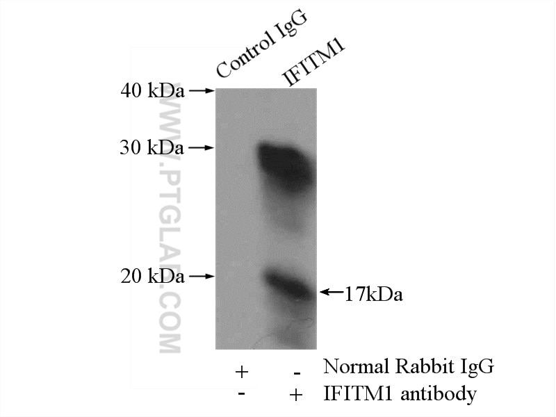 Immunoprecipitation (IP) experiment of ROS1728 cells using IFITM1 Polyclonal antibody (11727-3-AP)