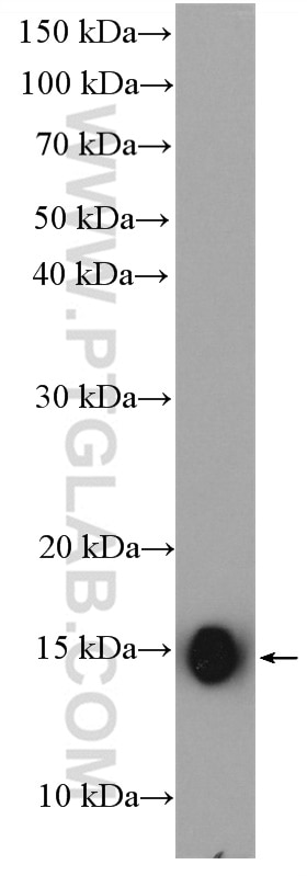 WB analysis of HepG2 using 11727-3-AP