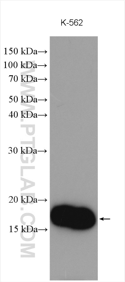 WB analysis using 11727-3-AP