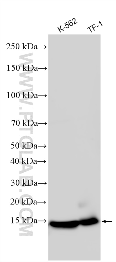 Various lysates were subjected to SDS PAGE followed by western blot with 11727-3-AP (IFITM1 antibody) at dilution of 1:1000 incubated at room temperature for 1.5 hours. Western Blot (WB) analysis of various lysates using IFITM1 Polyclonal antibody (11727-3-AP)