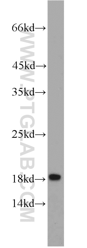 IFITM1 Polyclonal antibody