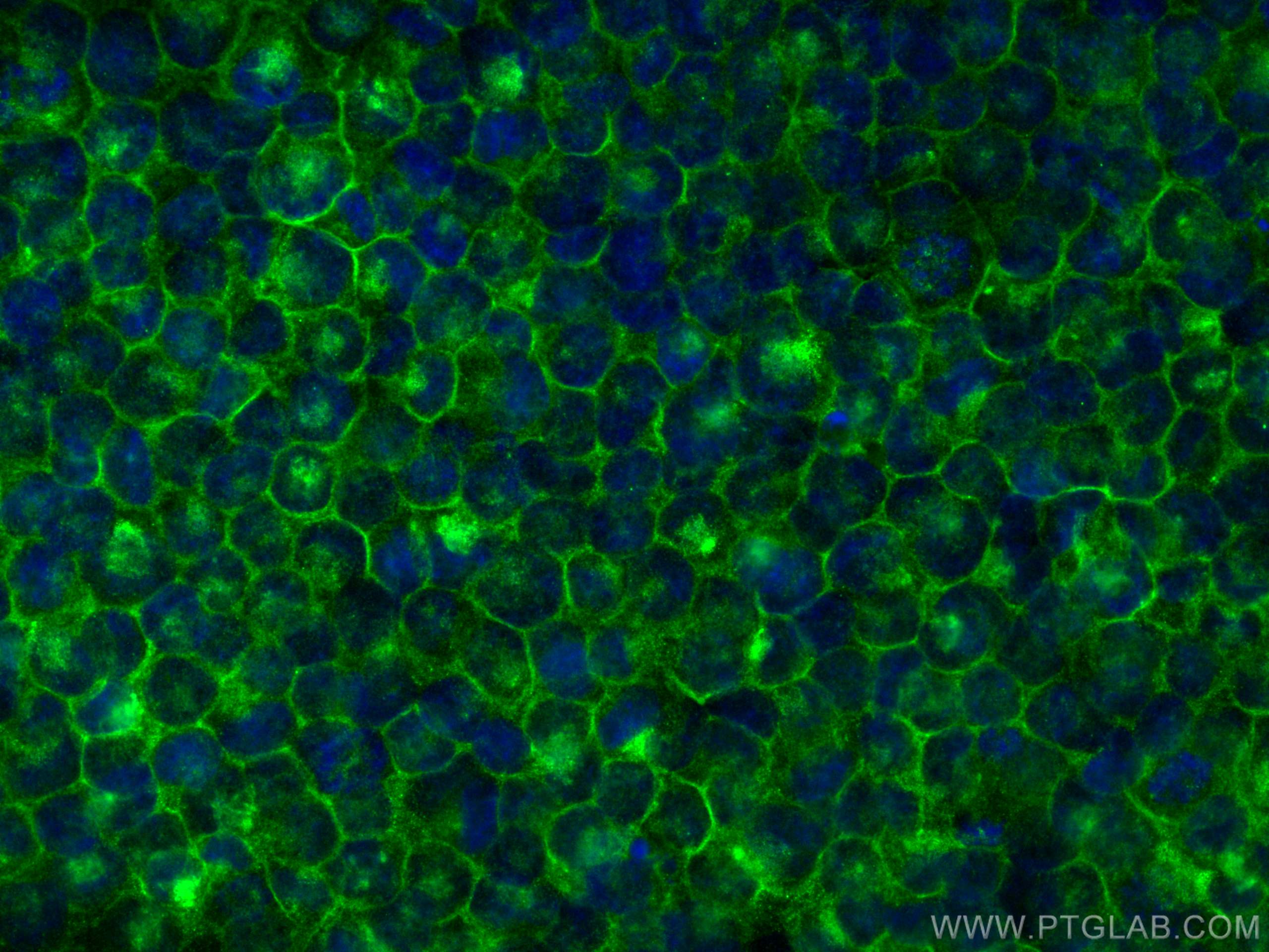 IF Staining of K-562 using 60074-1-Ig