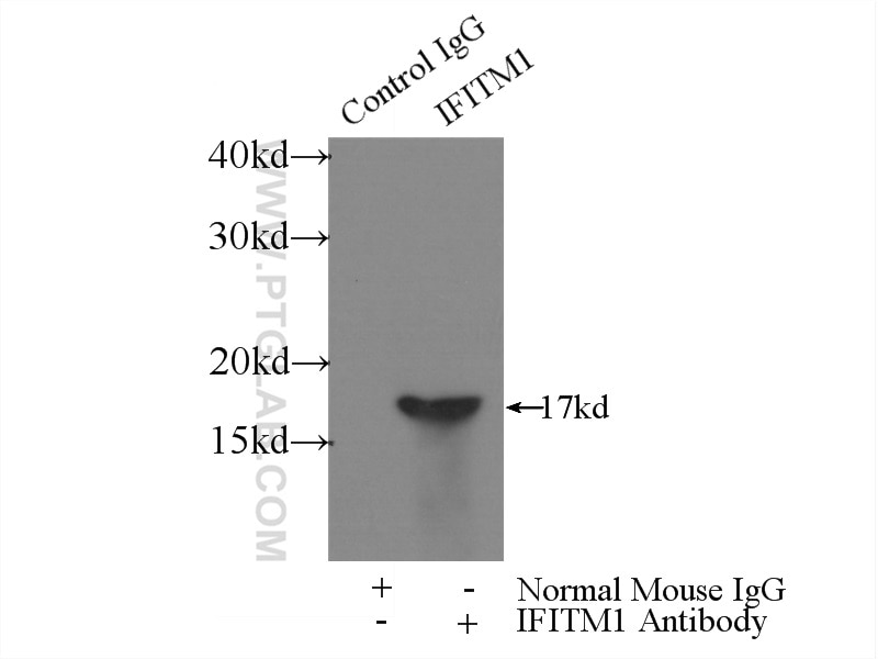 Immunoprecipitation (IP) experiment of HepG2 cells using IFITM1-Specific Monoclonal antibody (60074-1-Ig)