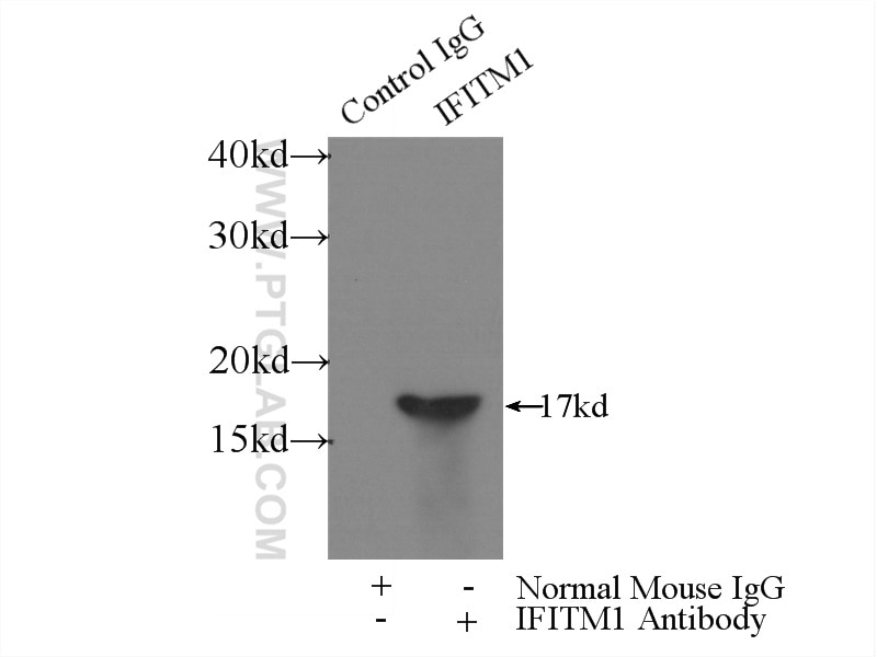 IP experiment of HepG2 using 60074-1-Ig