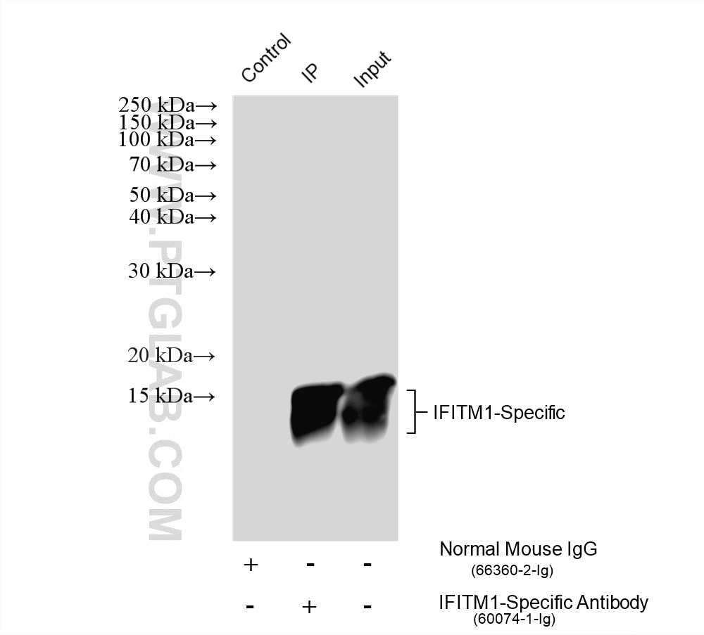 Immunoprecipitation (IP) experiment of K-562 cells using IFITM1-Specific Monoclonal antibody (60074-1-Ig)