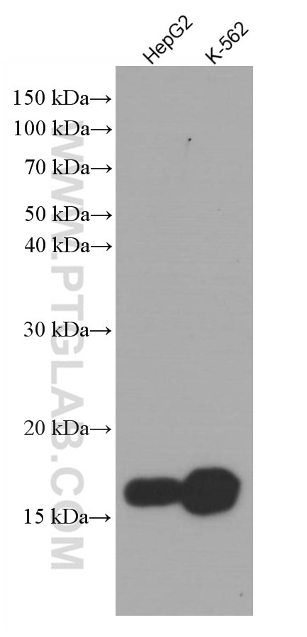 Western Blot (WB) analysis of various lysates using IFITM1-Specific Monoclonal antibody (60074-1-Ig)