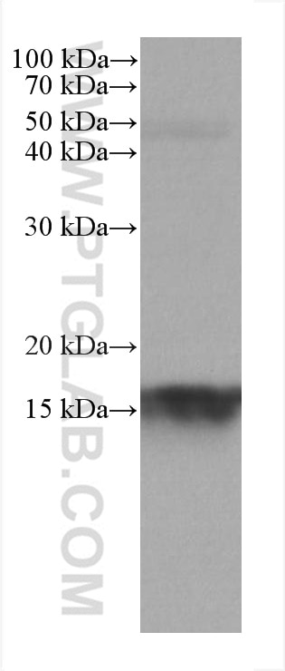 Western Blot (WB) analysis of human testis tissue using IFITM1-Specific Monoclonal antibody (60074-1-Ig)