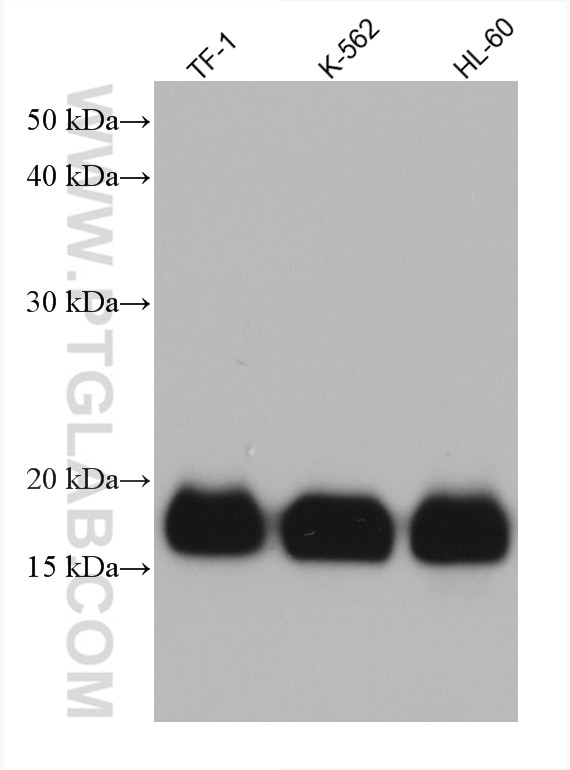 Western Blot (WB) analysis of TF-1 cells using IFITM1-Specific Monoclonal antibody (60074-1-Ig)