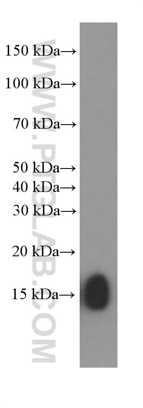 Western Blot (WB) analysis of K-562 cells using IFITM1-Specific Monoclonal antibody (60074-1-Ig)