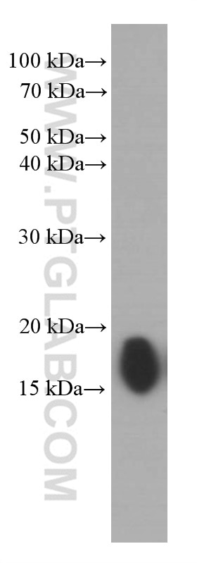 Western Blot (WB) analysis of HepG2 cells using IFITM1-Specific Monoclonal antibody (60074-1-Ig)