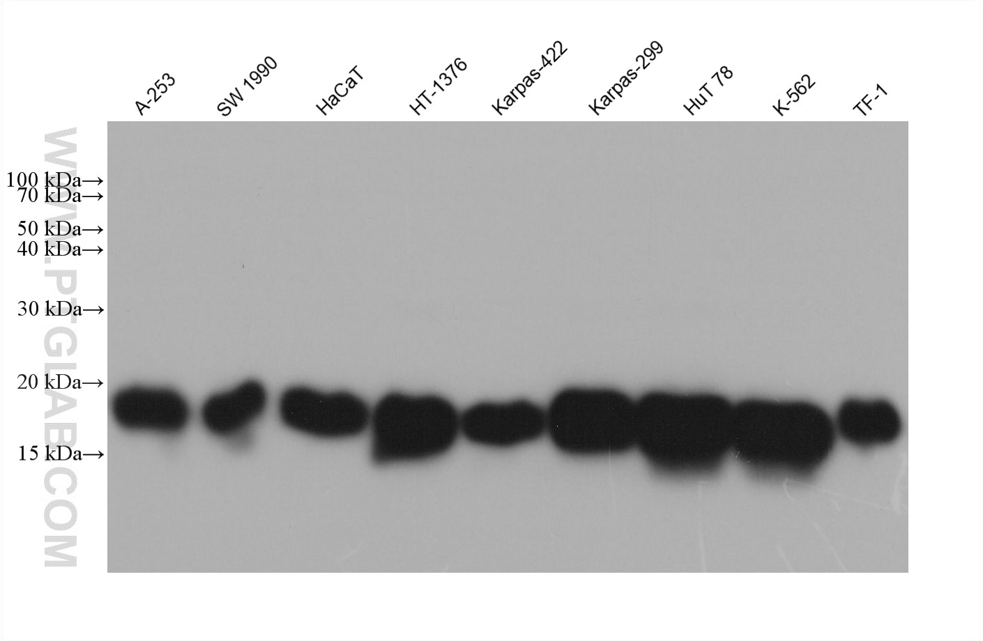 WB analysis using 60074-1-Ig Western Blot (WB) analysis of various lysates using IFITM1-Specific Monoclonal antibody (60074-1-Ig)