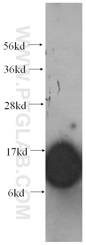 IFITM1-Specific Monoclonal antibody