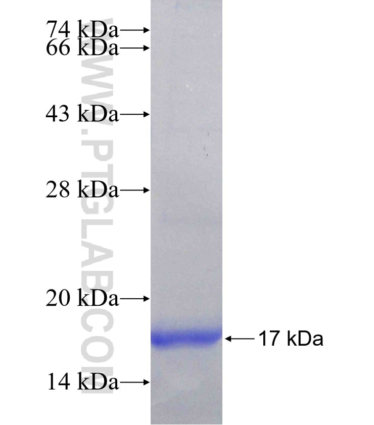 IFITM1 fusion protein Ag16672 SDS-PAGE