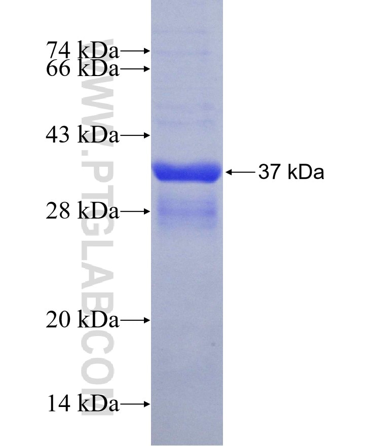 IFITM1 fusion protein Ag2320 SDS-PAGE