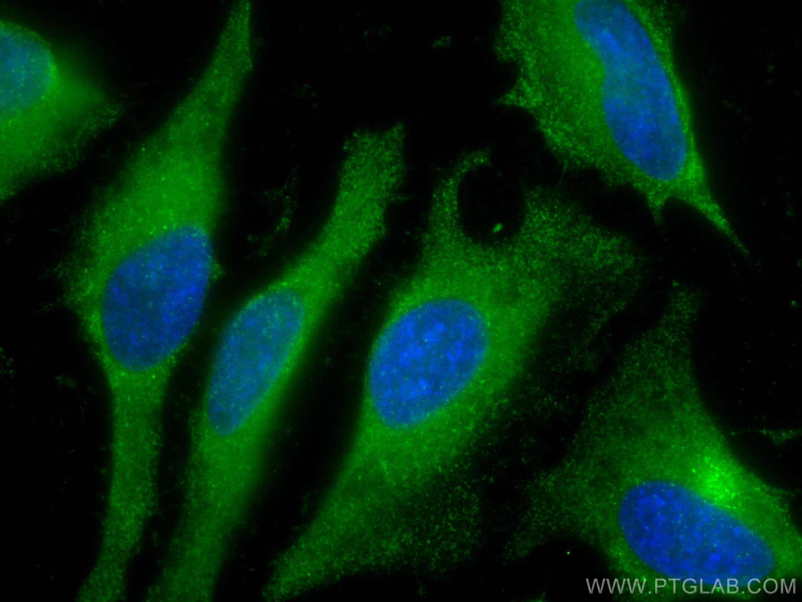 Immunofluorescence (IF) / fluorescent staining of HeLa cells using CoraLite® Plus 488-conjugated IFITM2/3 Monoclonal  (CL488-66081)