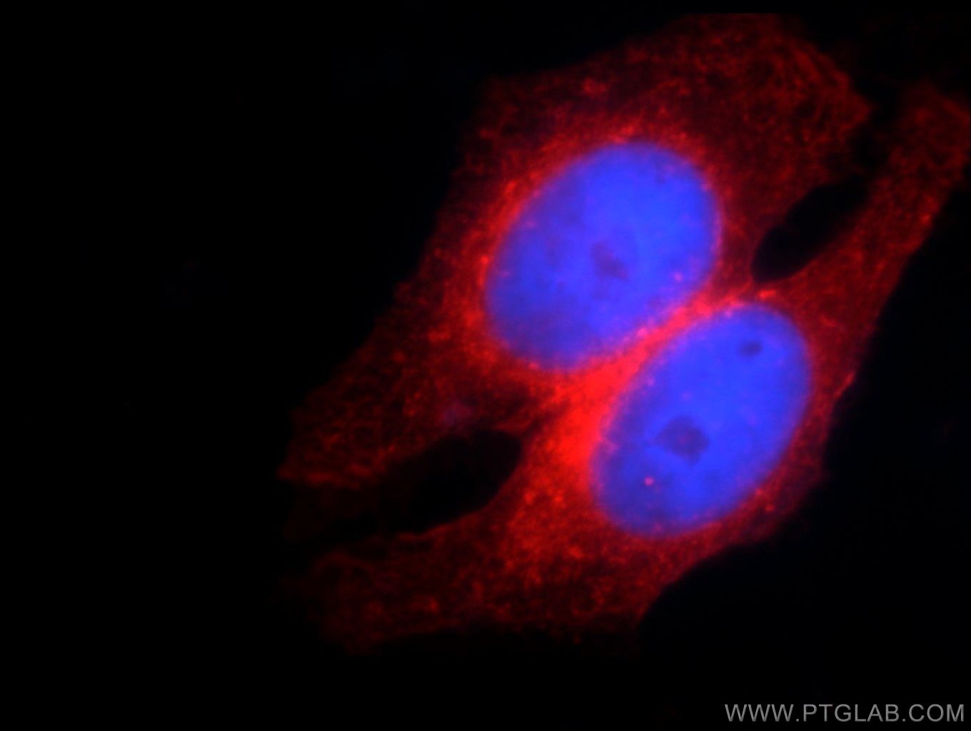 Immunofluorescence (IF) / fluorescent staining of HepG2 cells using IFITM2 Polyclonal antibody (12769-1-AP)