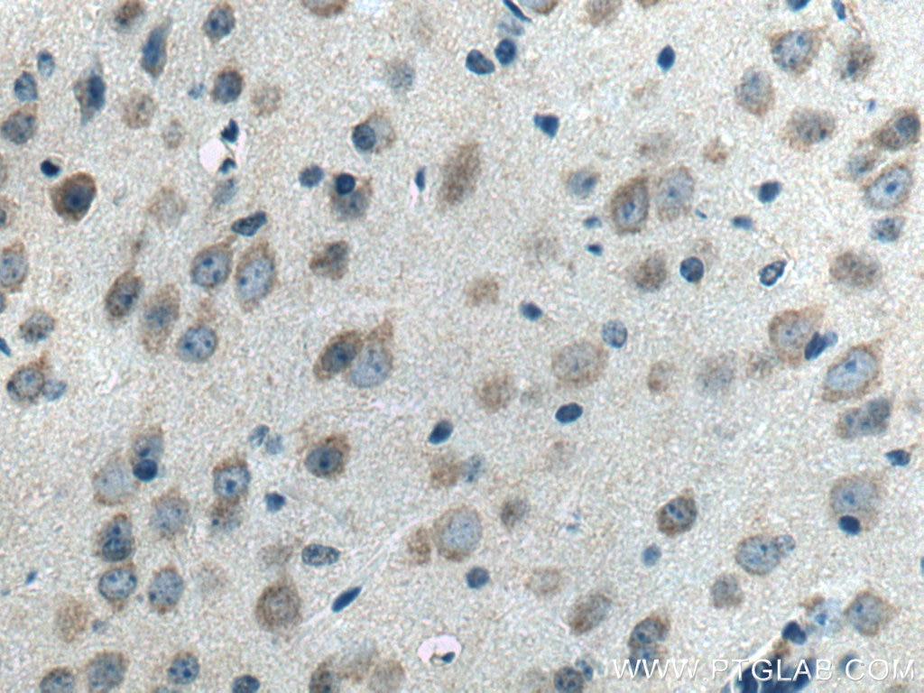 Immunohistochemistry (IHC) staining of mouse brain tissue using IFITM2 Polyclonal antibody (12769-1-AP)