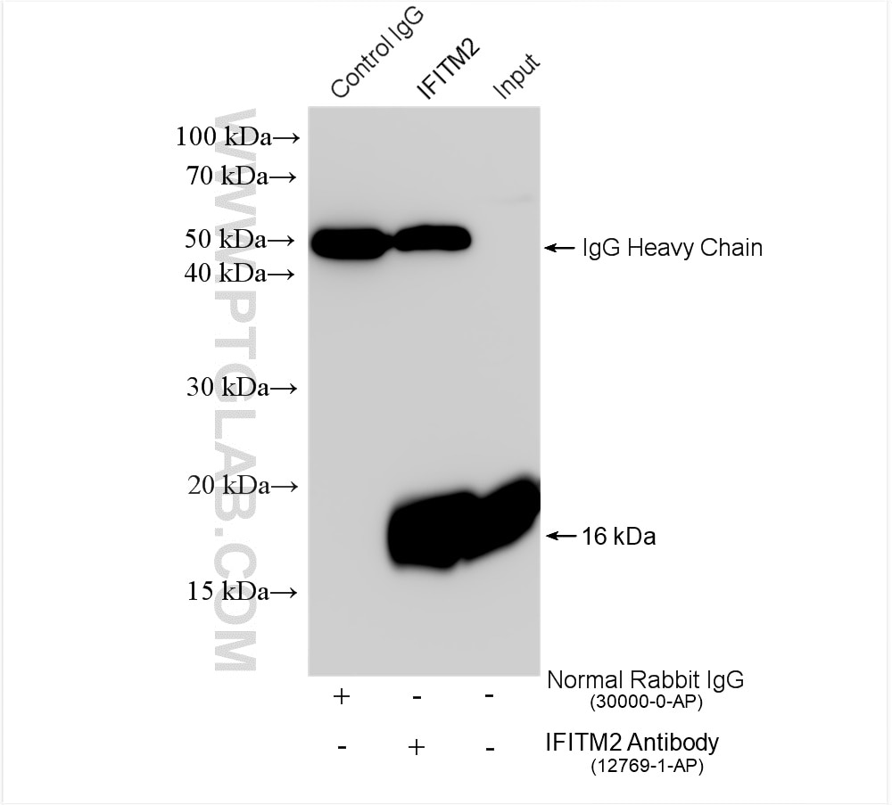 Immunoprecipitation (IP) experiment of HepG2 cells using IFITM2 Polyclonal antibody (12769-1-AP)