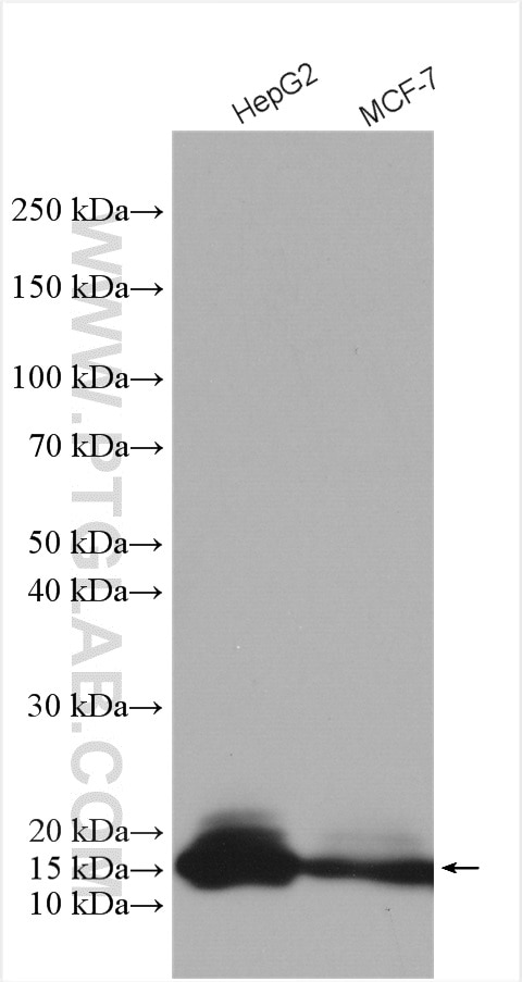 Western Blot (WB) analysis of various lysates using IFITM2 Polyclonal antibody (12769-1-AP)