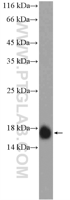 IFITM2 Polyclonal antibody