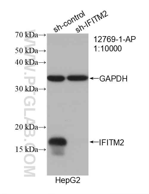 Western Blot (WB) analysis of HepG2 cells using IFITM2 Polyclonal antibody (12769-1-AP)