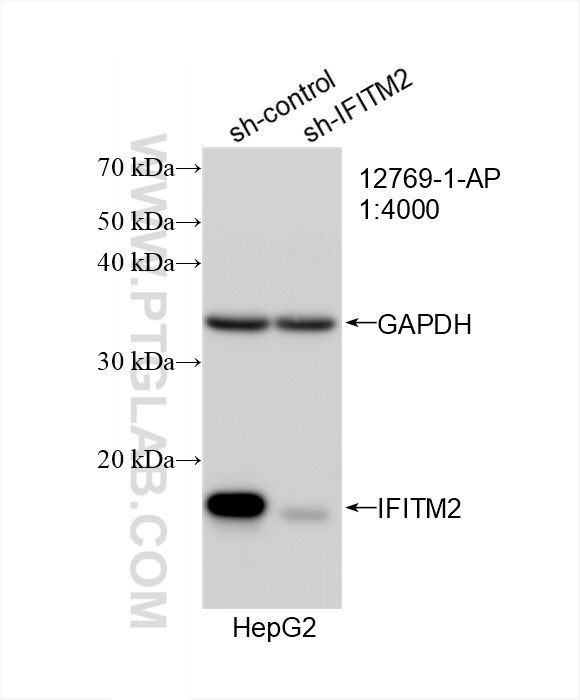 Western Blot (WB) analysis of HepG2 cells using IFITM2 Polyclonal antibody (12769-1-AP)