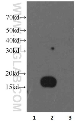 Western Blot (WB) analysis of recombinant protein using IFITM2-specific Monoclonal antibody (66137-1-Ig)