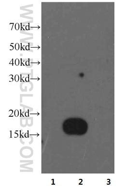 WB analysis of recombinant protein using 66137-1-Ig