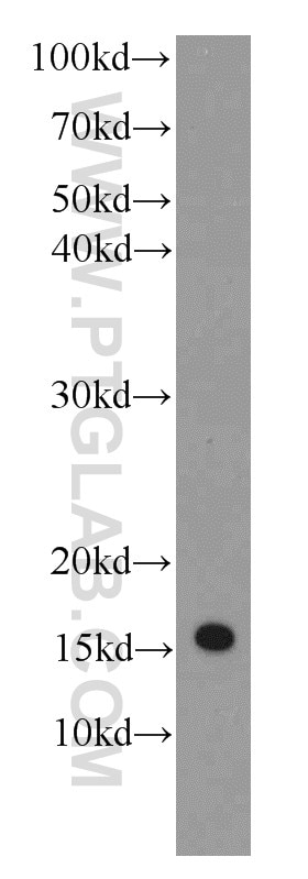 Western Blot (WB) analysis of HepG2 cells using IFITM2-specific Monoclonal antibody (66137-1-Ig)